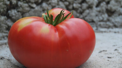 Эффективное средство для подкормки томатов, чтобы плоды были большими и вкусными