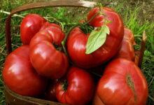 5 основных правил ухода за помидорами. Вырастут большие и сладкие