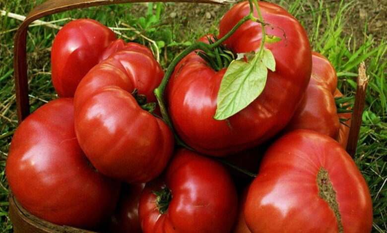 5 основных правил ухода за помидорами. Вырастут большие и сладкие