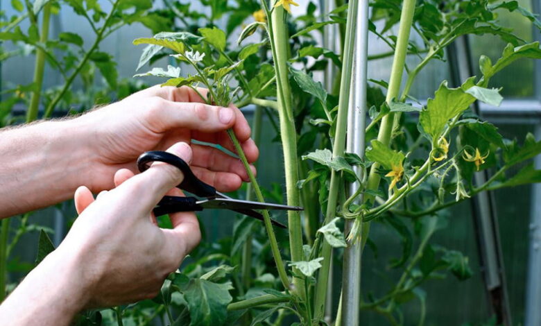 Как правильно формировать кусты помидоров: какие побеги можно обрывать, а какие нет