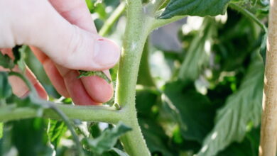 Пасынки на помидорах, которые нельзя удалять, потому что урожая точно не будет