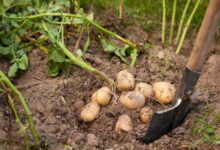 Почему нельзя мыть картофель после сбора урожая
