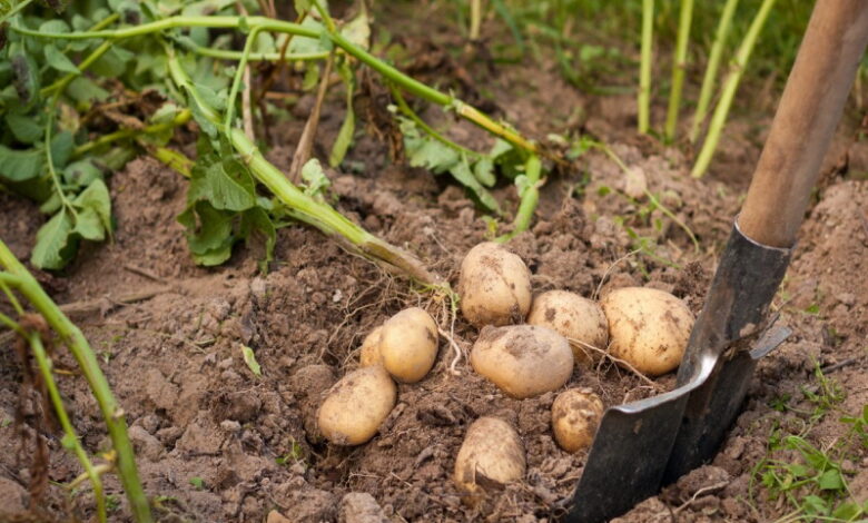 Почему нельзя мыть картофель после сбора урожая