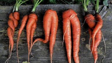 Почему морковь «корявая»?