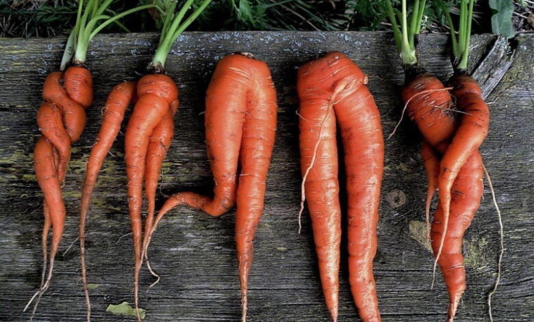 Почему морковь «корявая»?