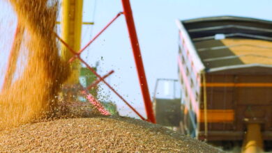 Россия нарастила экспорт зерновых в 1,7 раза