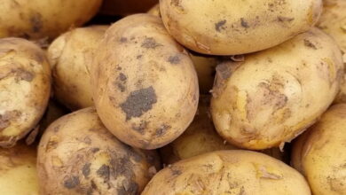 Важные советы: чтобы картофель после уборки не начал загнивать