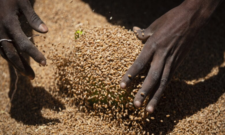 Африканские страны стали лидерами по закупкам российской пшеницы — Зернин