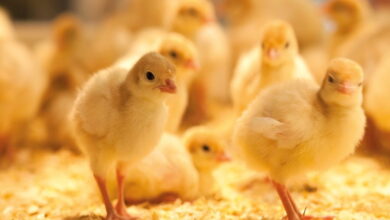 Воздействие на иммунитет цыплят
