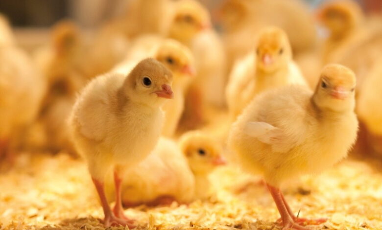 Воздействие на иммунитет цыплят