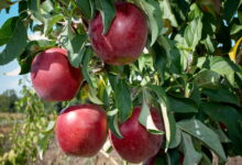 Как собирать яблоки, чтобы они долго хранились