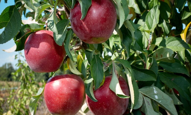 Как собирать яблоки, чтобы они долго хранились