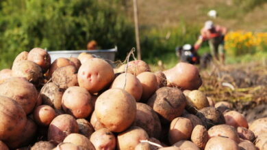 Три главных признака, которые свидетельствуют о том, что пора копать картошку