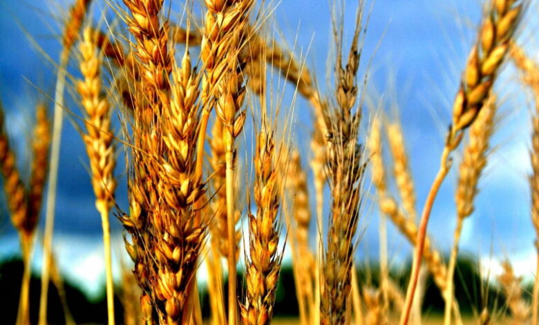 Египет заключил соглашение о закупке 235 тыс. тонн пшеницы из России