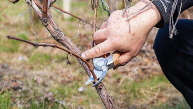 Обрезка винограда осенью. Что обязательно следует сделать, чтобы всегда давал хороший урожай
