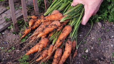 Когда именно следует начинать выкапывать морковь, чтобы хорошо сохранялась всю зиму