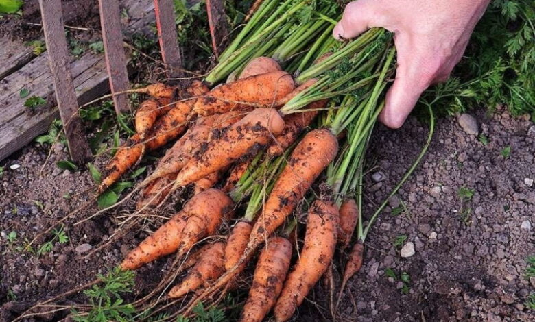 Когда именно следует начинать выкапывать морковь, чтобы хорошо сохранялась всю зиму