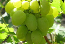 Чем подкормить виноград в августе, чтобы был крупный и сладкий