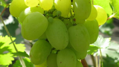 Чем подкормить виноград в августе, чтобы был крупный и сладкий