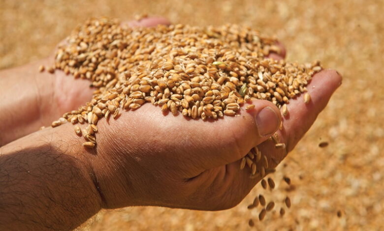 Индия планирует закупить 8–9 млн тонн российской пшеницы