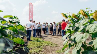 Сельхозпроизводители со всей России впервые увидели поля гибридизации «Лимагрен»