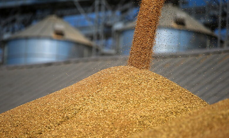 Египет закупил пшеницу из России по выросшим ценам