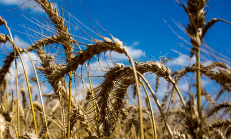 В России цены на зерновые снизились на 30%