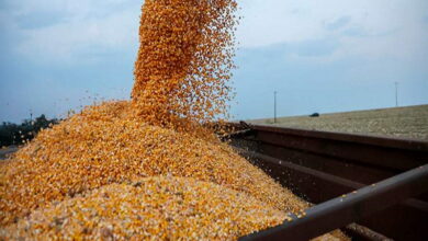 ООН озвучила новые предложения по возобновлению зерновой сделки