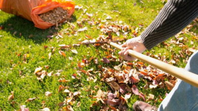 Опавшие листья — это ценное удобрение для вашего огорода. Не выбрасывайте и не сжигайте его