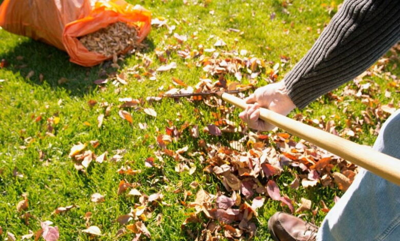 Опавшие листья — это ценное удобрение для вашего огорода. Не выбрасывайте и не сжигайте его