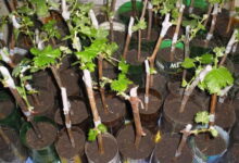 Размножение винограда с помощью черенков. Как правильно их заготовить и где хранить