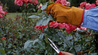 Ухаживаем за розами осенью правильно: что нужно сделать, чтобы хорошо цвели в следующем году