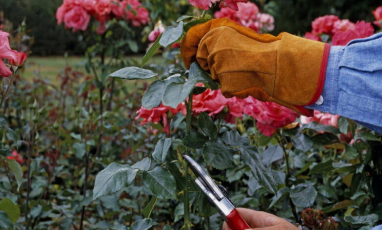 Ухаживаем за розами осенью правильно: что нужно сделать, чтобы хорошо цвели в следующем году