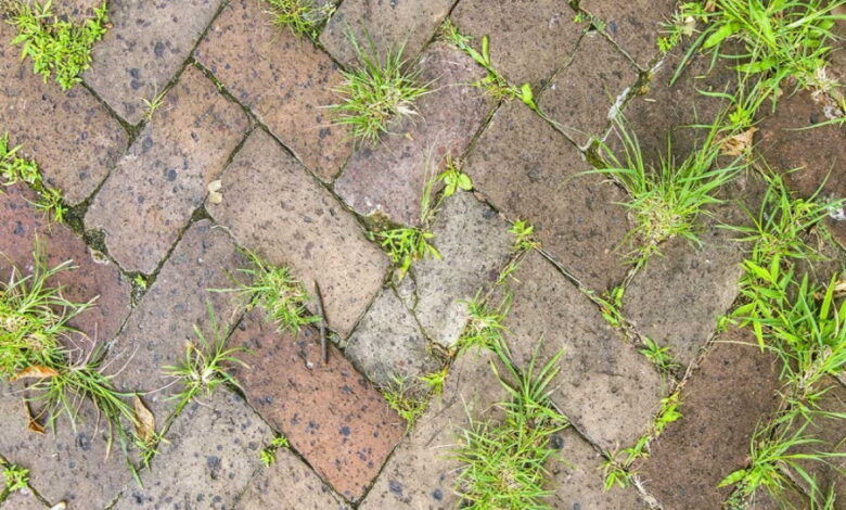 Как избавиться от травы между плиткой без применения химии