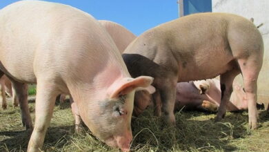 Три вспышки африканской чумы свиней зарегистрировано в Краснодарском крае