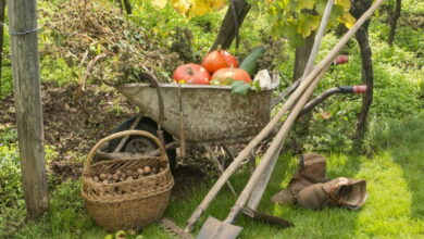Что категорически нельзя делать в огороде осенью, чтобы не навредить будущему урожаю