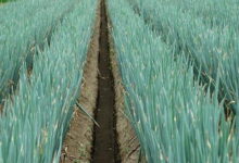 Выращивание лука новым способом: осенняя посадка на гребнях