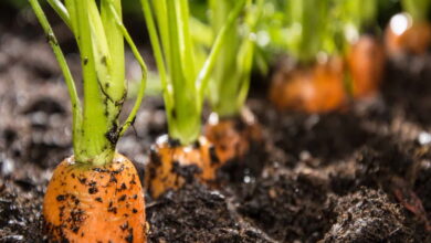 Осенняя посадка моркови: как правильно и когда это делать, чтобы получить хороший урожай в следующем году