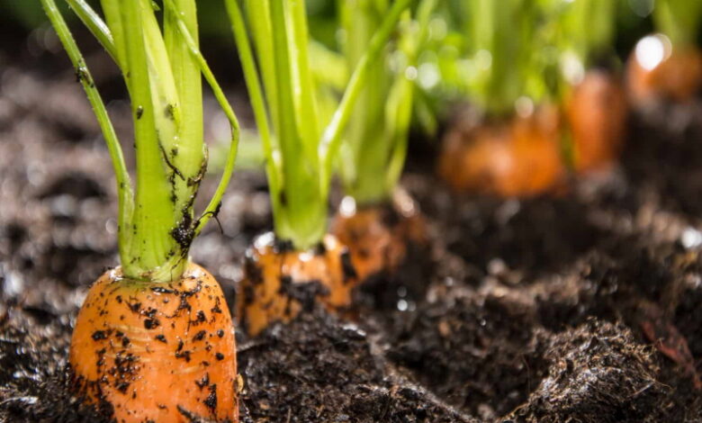 Осенняя посадка моркови: как правильно и когда это делать, чтобы получить хороший урожай в следующем году