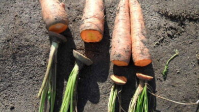 Как правильно обрезать морковь во время сбора урожая, чтобы долго хранилась и не гнила