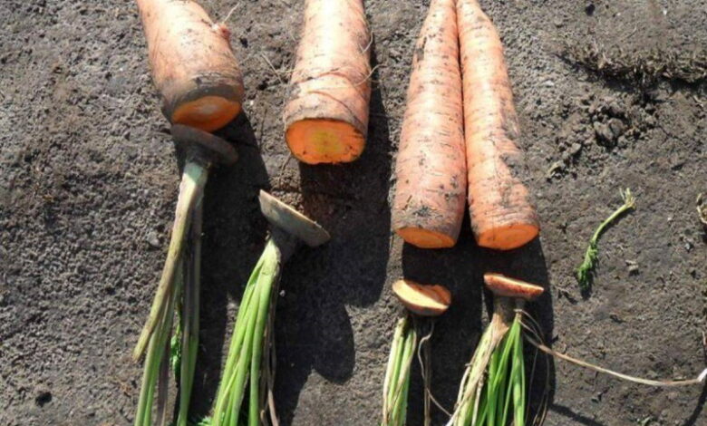 Как правильно обрезать морковь во время сбора урожая, чтобы долго хранилась и не гнила