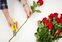 Выращивание розы из букета. Главные правила, которые помогут вам в этом