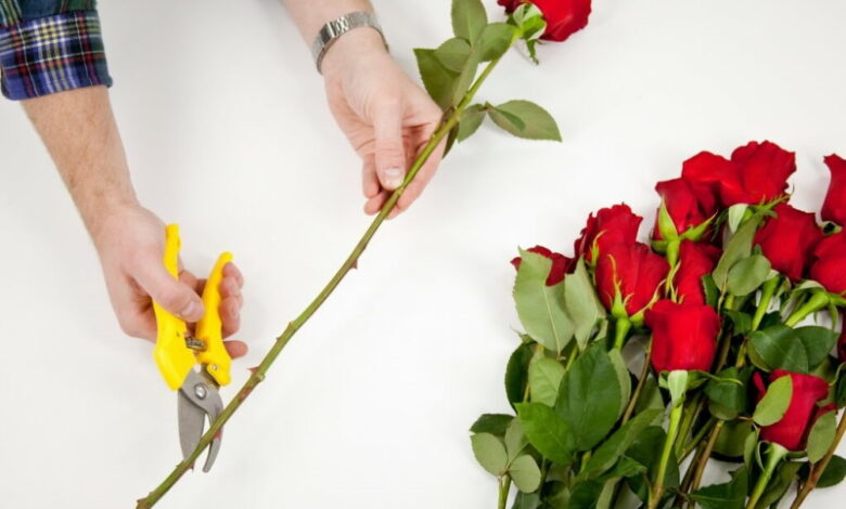Выращивание розы из букета. Главные правила, которые помогут вам в этом