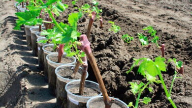 Главные правила посадки саженцев винограда осенью, как лучше это делать, чтобы хорошо прижились