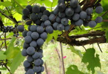Подкормите виноград в конце октября, чтобы был хороший урожай в следующем году