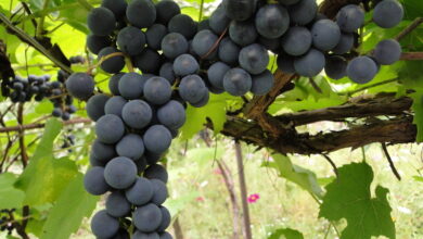 Подкормите виноград в конце октября, чтобы был хороший урожай в следующем году
