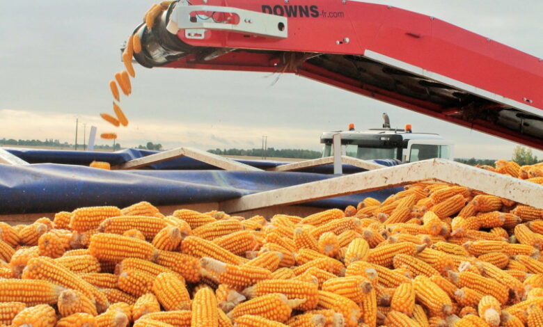В России ожидается рекордный урожай кукурузы