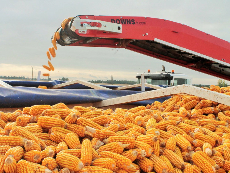 В России ожидается рекордный урожай кукурузы
