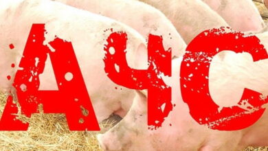 Очаг африканской чумы свиней обнаружен в Ростовской области