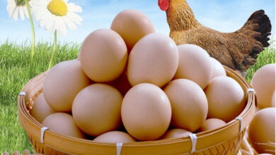 Что нужно сделать, чтобы повысить яйценоскость кур